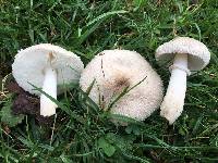 Leucoagaricus barssii image