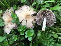 Psathyrella candolleana image