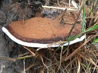 Ganoderma brownii image