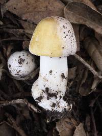 Agaricus xanthodermus image