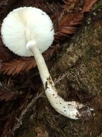 Lepiota rubrotinctoides image