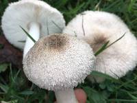 Leucoagaricus barssii image