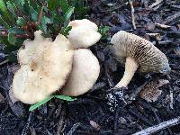 Agrocybe putaminum image