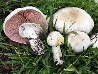 Agaricus xanthodermus image