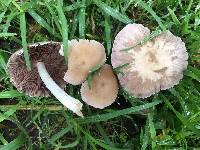 Psathyrella candolleana image