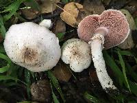 Agaricus californicus image