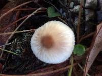 Lepiota rubrotinctoides image