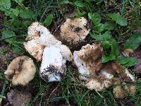 Russula cerolens image