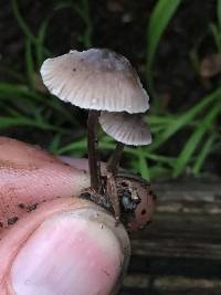 Mycena leptocephala image