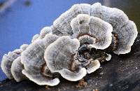 Trametes versicolor image