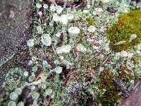 Cladonia chlorophaea image