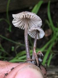 Mycena leptocephala image