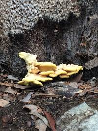 Laetiporus gilbertsonii image