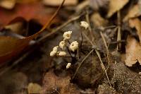 Marasmius rotula image