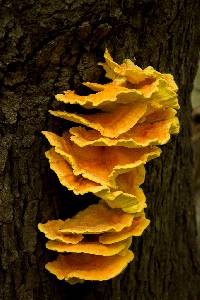 Laetiporus sulphureus image