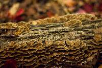 Trametes versicolor image