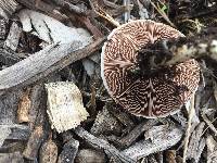 Agaricus californicus image