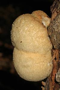 Hericium erinaceus image