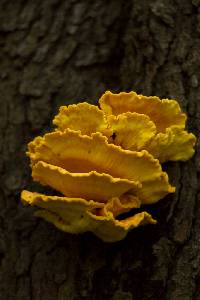 Laetiporus sulphureus image