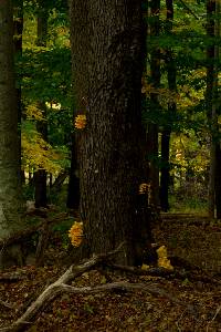 Laetiporus sulphureus image