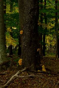 Laetiporus sulphureus image