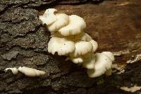 Pleurotus ostreatus image