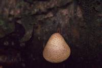 Piptoporus betulinus image