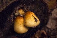 Pholiota aurivella image