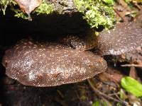 Lentinula novae-zelandiae image