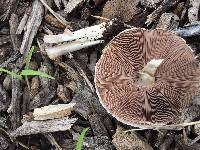 Agaricus californicus image