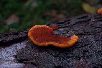 Pycnoporus cinnabarinus image