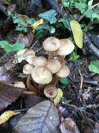 Armillaria mellea image