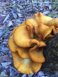 Omphalotus olearius image