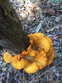 Omphalotus olearius image