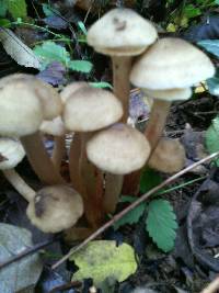 Armillaria mellea image