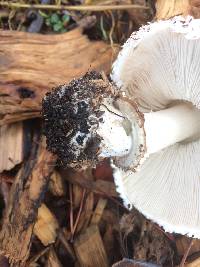 Chlorophyllum brunneum image