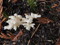 Clavulina coralloides image