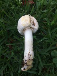 Agaricus xanthodermus image