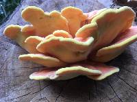 Laetiporus sulphureus image