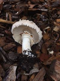 Chlorophyllum brunneum image