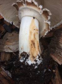 Chlorophyllum brunneum image