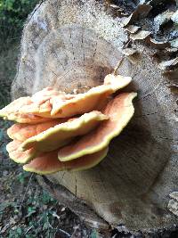 Laetiporus sulphureus image