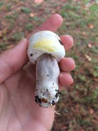 Agaricus xanthodermus image