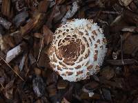 Chlorophyllum brunneum image