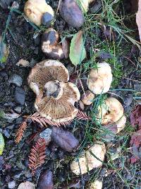 Lactarius alnicola image