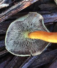 Hypholoma capnoides image