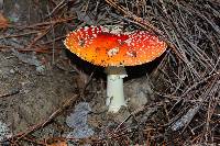 Amanita muscaria image