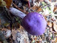 Cortinarius porphyroideus image