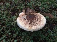 Chlorophyllum brunneum image