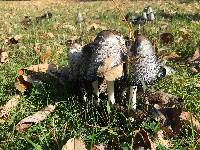 Coprinus comatus image